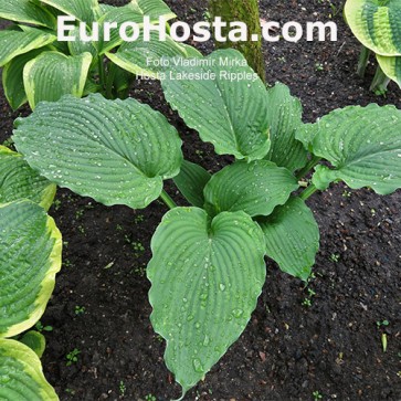 Hosta Lakeside Ripples