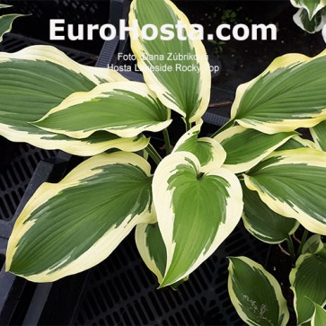 Hosta Lakeside Rocky Top