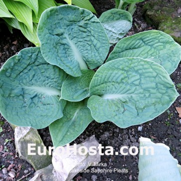 Hosta Lakeside Sapphire Pleats