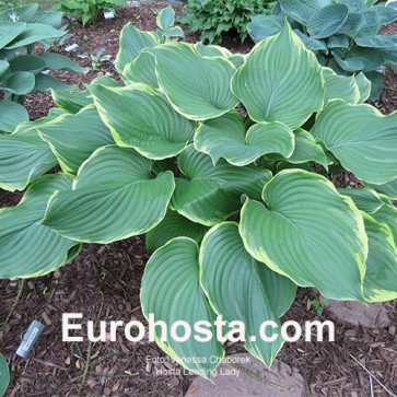 Hosta Leading Lady