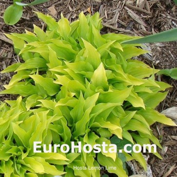 Hosta Lemon Lime - Eurohosta