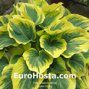 Hosta Liberty - Eurohosta