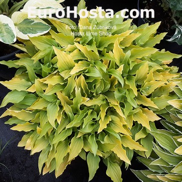 Hosta Lime Shag