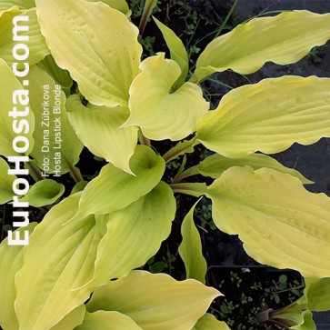 Hosta Lipstick Blonde