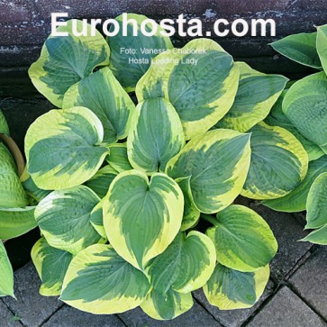 Hosta Little Doll