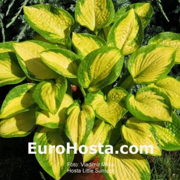 Hosta Little Sunspot - Eurohosta