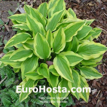 Hosta Little Wonder