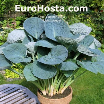 Hosta Love Pat - Eurohosta