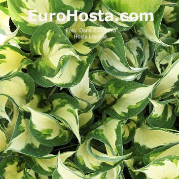 Hosta Loyalist - Eurohosta