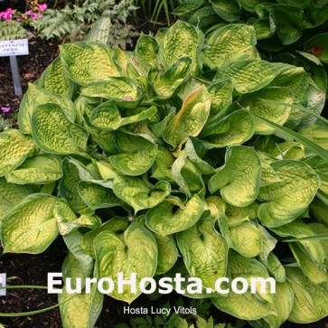 Hosta Lucy Vitols