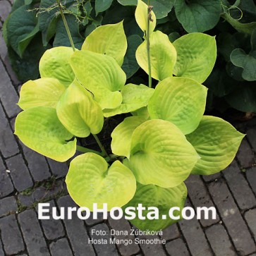 Hosta Mango Smoothie