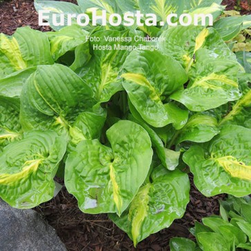 Hosta Mango Tango