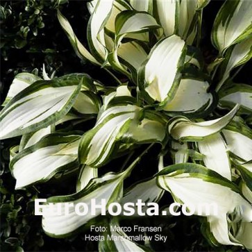 Hosta Marshmallow Sky