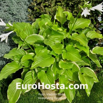 Hosta Ming Treasure