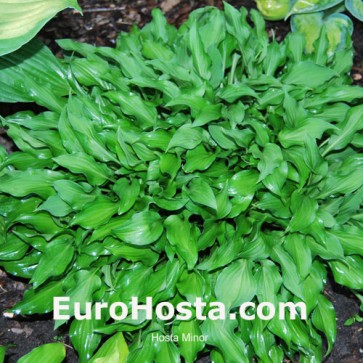 Hosta Minor - Eurohosta