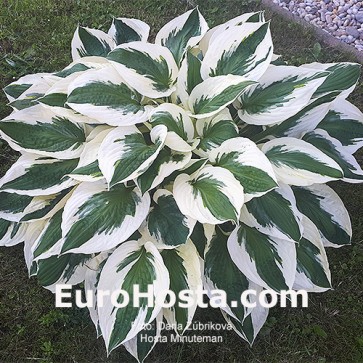 Hosta Fringe Benefit - Eurohosta