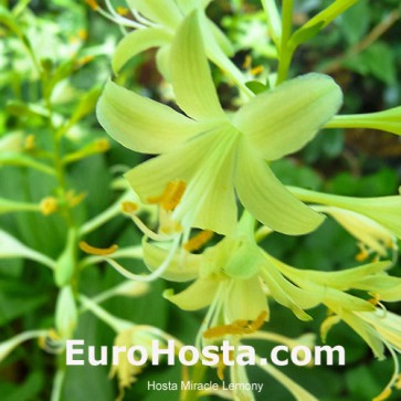 Hosta Miracle Lemony