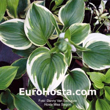 Hosta Miss Saigon