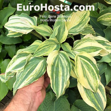 Hosta Modern Dance