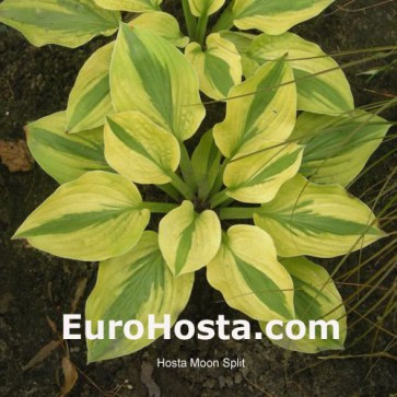 Hosta Moon Split - Eurohosta