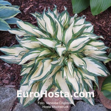 Hosta Moonstruck - Eurohosta