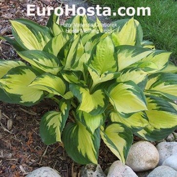 Hosta Morning Light - Eurohosta