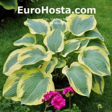 Hosta Mount Tom - Eurohosta