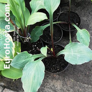 Hosta Mr. Black