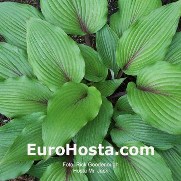 Hosta  Mr Jack