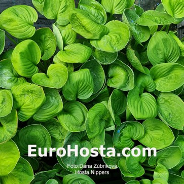 Hosta Nippers