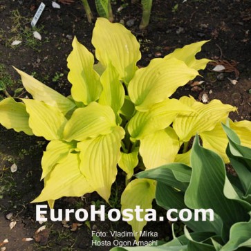 Hosta Ogon Amachi