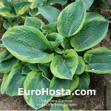 Hosta Olive Bailey Langdon - Eurohosta