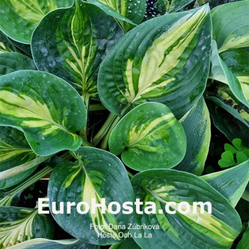 Hosta Ooh La La