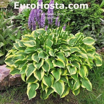 Hosta Ops