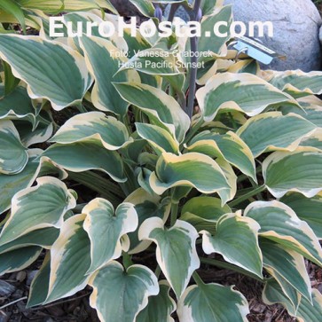 Hosta Pacific Sunset