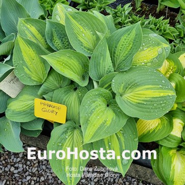 Hosta Paradise Glory