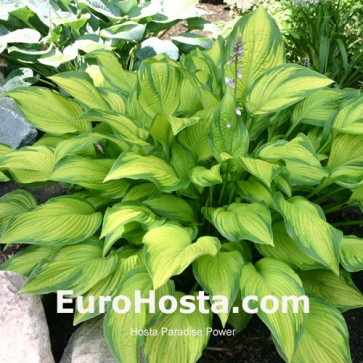 Hosta Paradise Power - Eurohosta