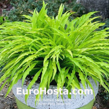 Hosta Party Streamers
