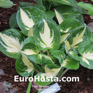 Hosta Pathfinder - Eurohosta