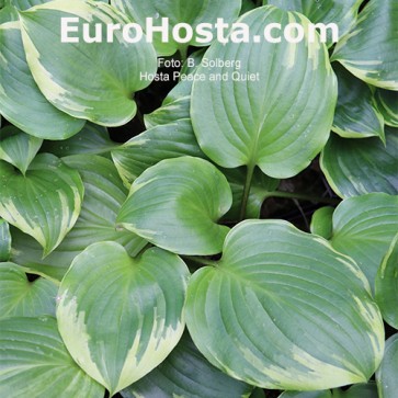 Hosta Peace and Quiet