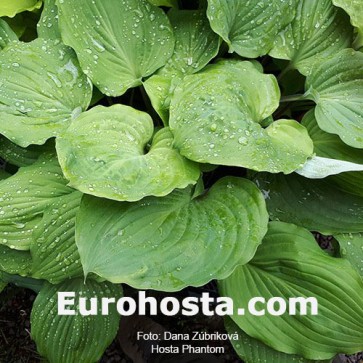 Hosta Phantom