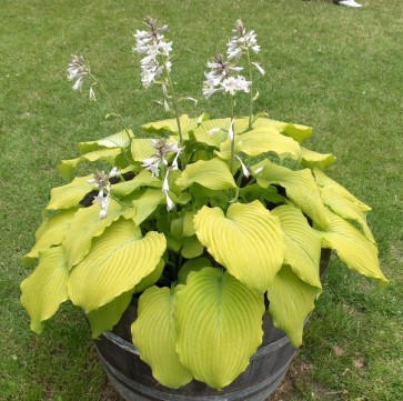 Hosta Piedmont Gold - Eurohosta