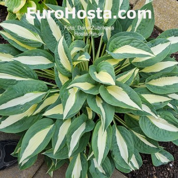 Hosta Pin-up