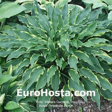 Hosta Pineapple Punch