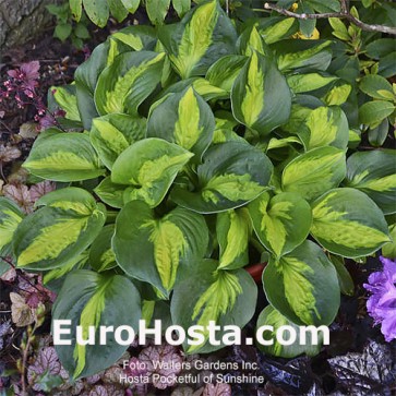 Hosta Pocketful of Sunshine - Eurohosta