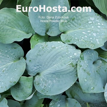 Hosta Powder Blue