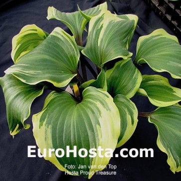 Hosta Proud Treasure