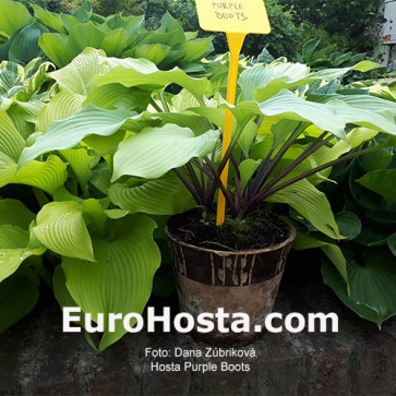 Hosta Purple Boots