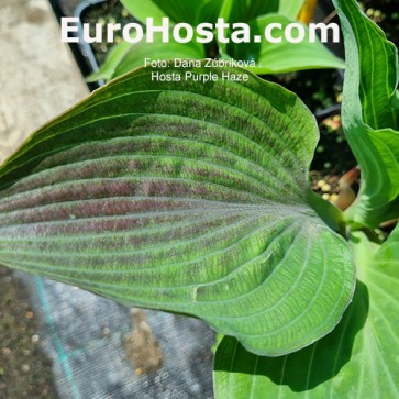 Hosta Purple Haze 