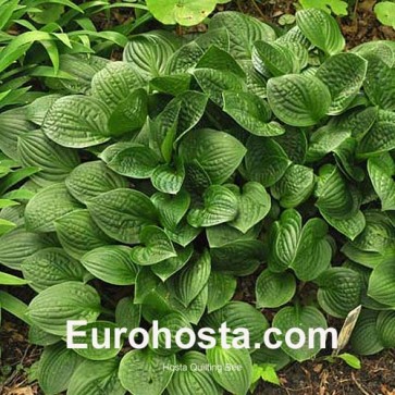 Hosta Quilting Bee